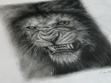 Portrait Drawing Study of a Lion