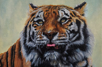 Tiger Portrait in Oils, by Artist Donald Voelker, painted for the Humane Society of Martin County